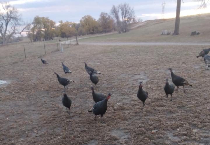 Acreage for sale with home near Crawford, Nebraska