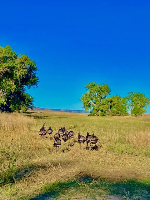 Acreage for sale with home near Crawford, Nebraska