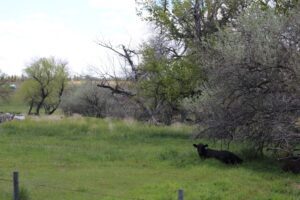 Acreage for sale with home near Crawford, Nebraska