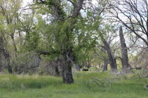 Acreage for sale with home near Crawford, Nebraska