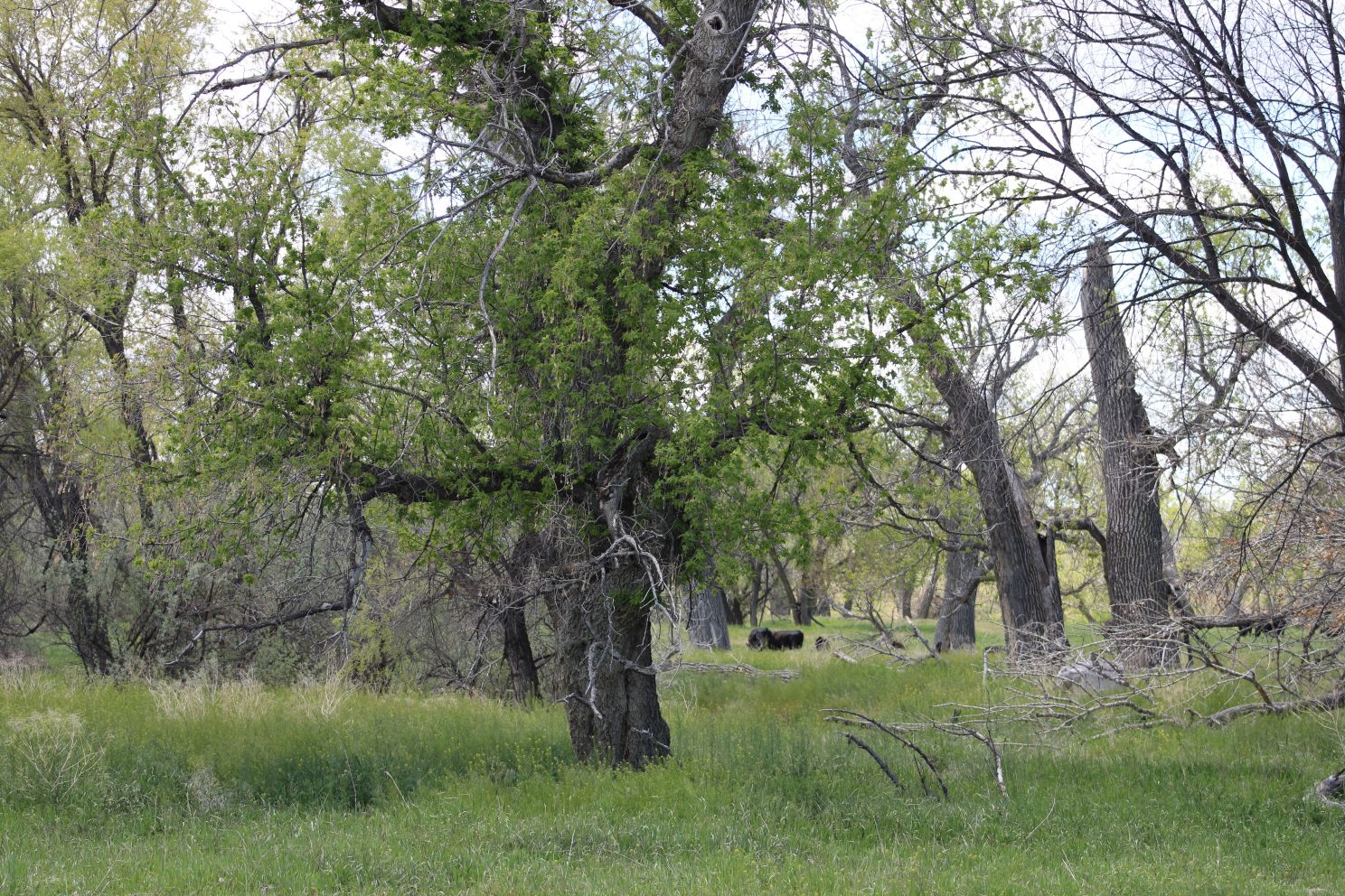 Acreage for sale with home near Crawford, Nebraska