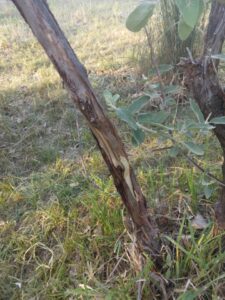 Acreage for sale with home near Crawford, Nebraska