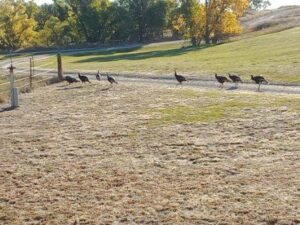 Acreage for sale with home near Crawford, Nebraska