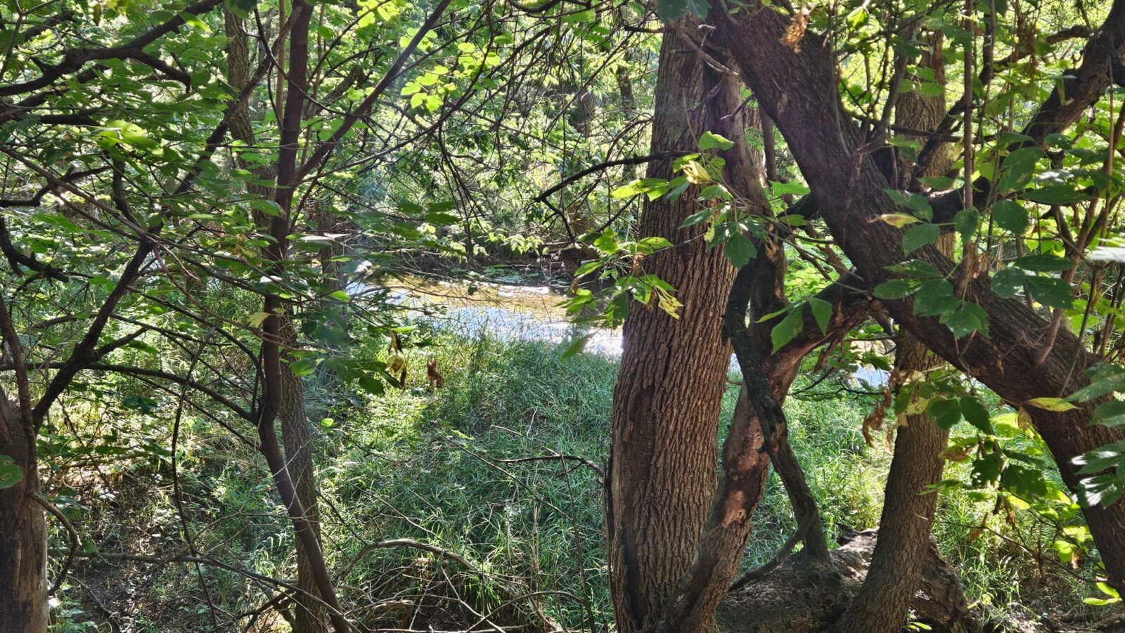 51 Acres, Lincoln County, Maxwell Hunter’s Hideaway