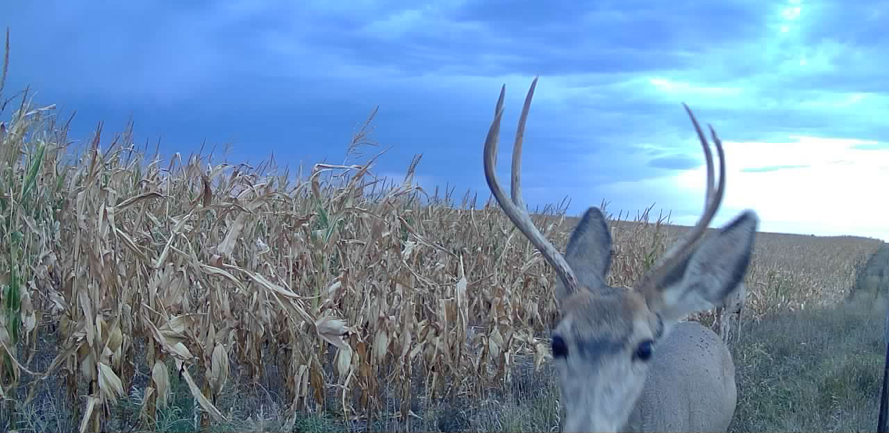 1,407 Acres, Elk Haven Grass and Dryland Farm Combo