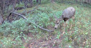 1,407 Acres, Elk Haven Grass and Dryland Farm Combo