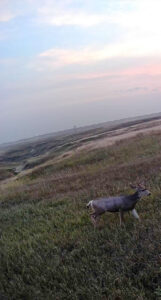 deer hunting land for sale