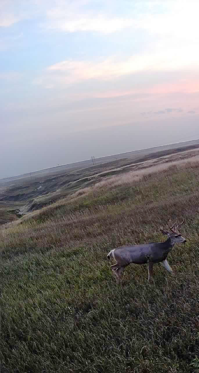 deer hunting land for sale