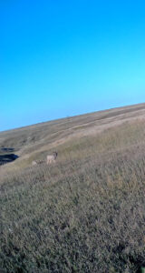 1,407 Acres, Elk Haven Grass and Dryland Farm Combo