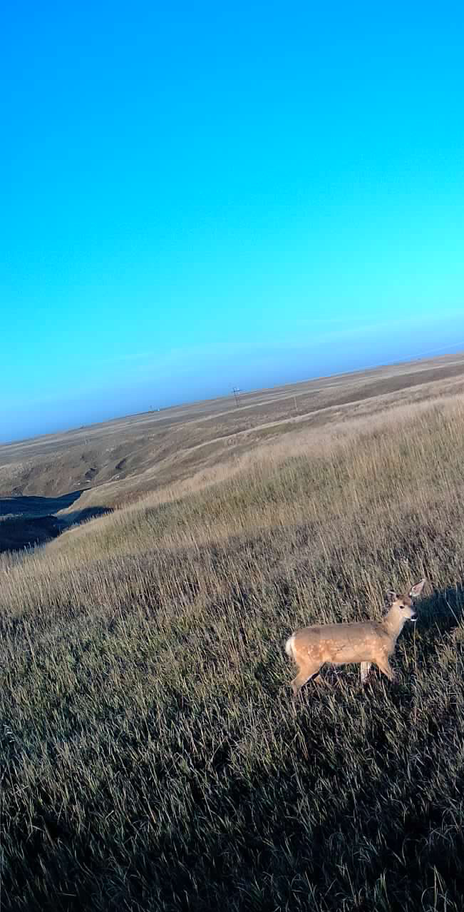 1,407 Acres, Elk Haven Grass and Dryland Farm Combo