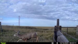 1,407 Acres, Elk Haven Grass and Dryland Farm Combo