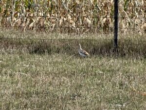 1,407 Acres, Elk Haven Grass and Dryland Farm Combo