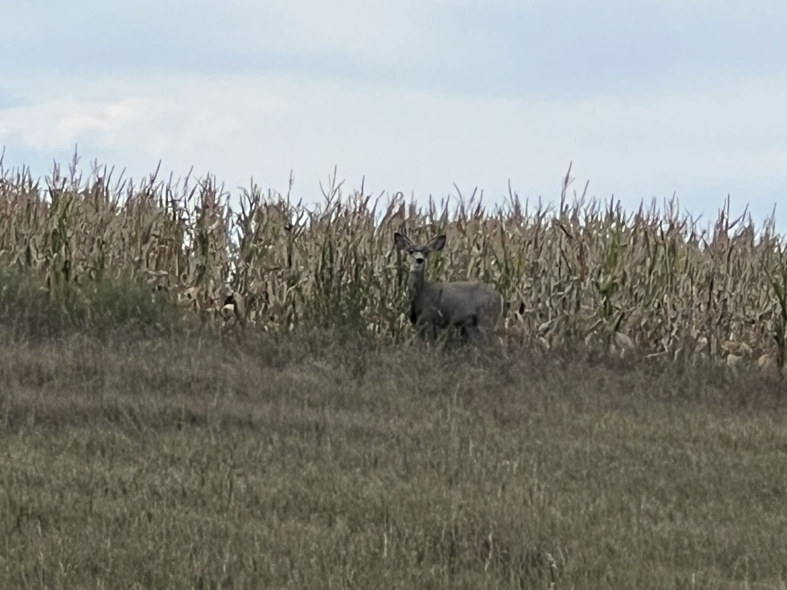 1,407 Acres, Elk Haven Grass and Dryland Farm Combo