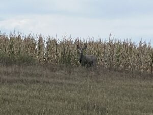 1,407 Acres, Elk Haven Grass and Dryland Farm Combo