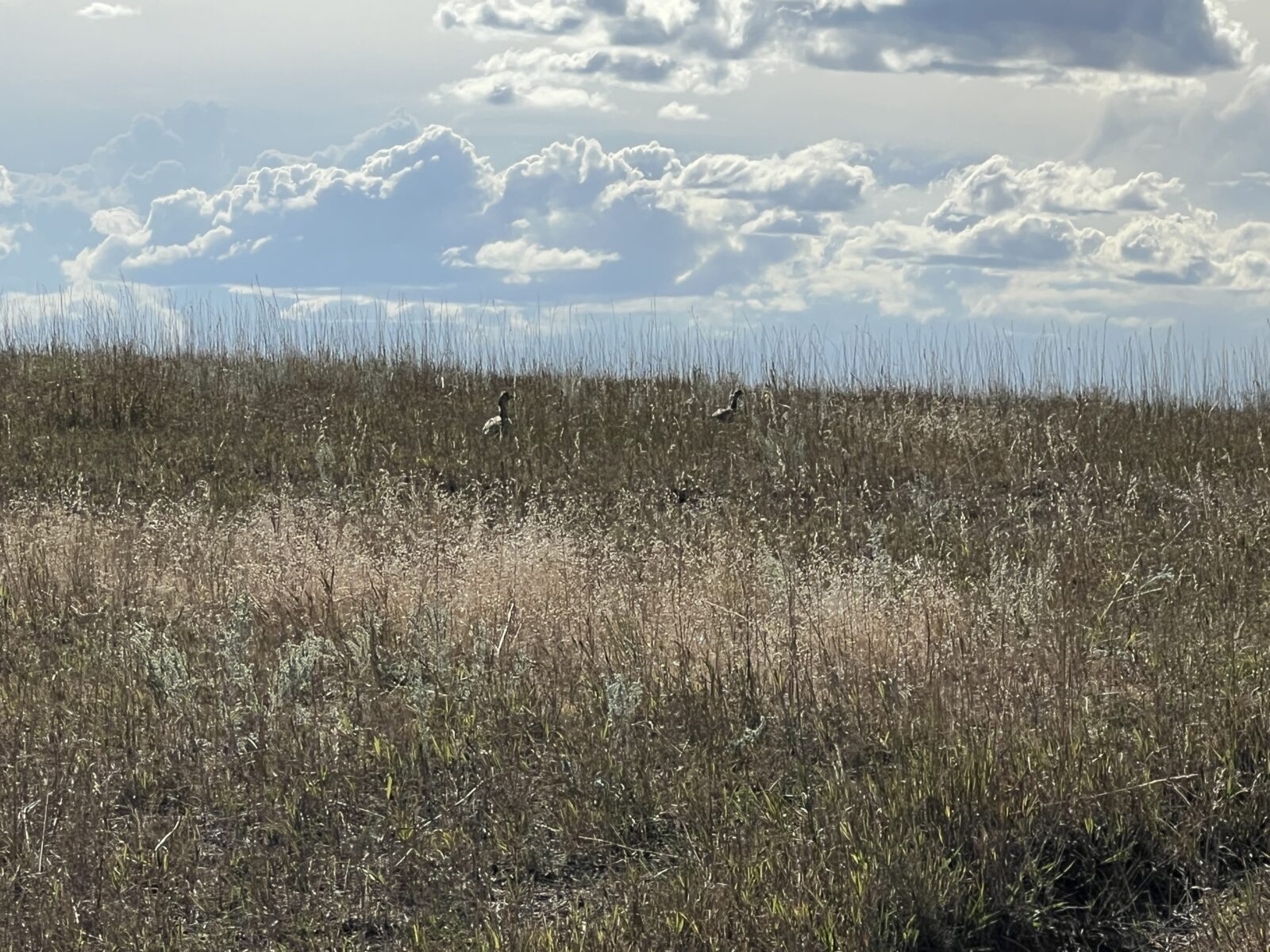 1,407 Acres, Elk Haven Grass and Dryland Farm Combo