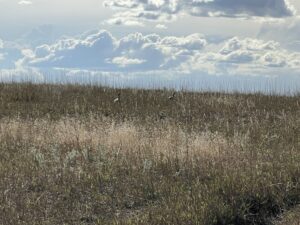 1,407 Acres, Elk Haven Grass and Dryland Farm Combo