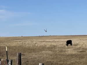 1,407 Acres, Elk Haven Grass and Dryland Farm Combo
