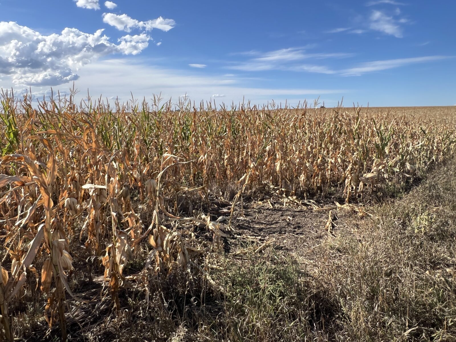 1,407 Acres, Elk Haven Grass and Dryland Farm Combo