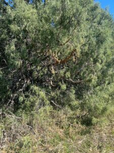 Elk hunting land for sale Nebraska
