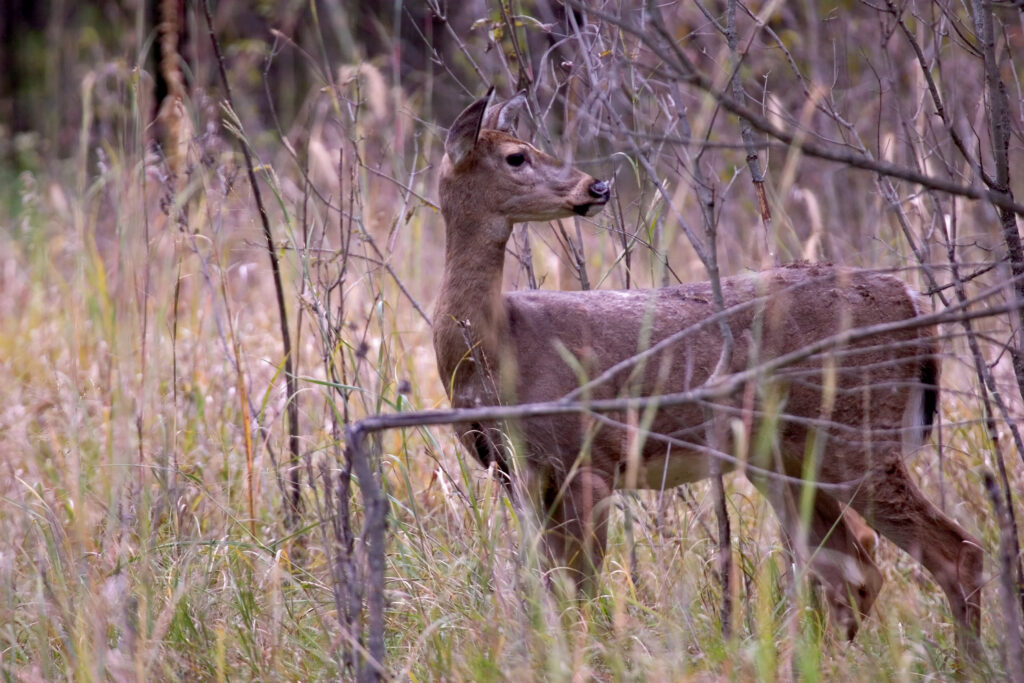 A Complete Guide to Hunting Public Land in Nebraska  