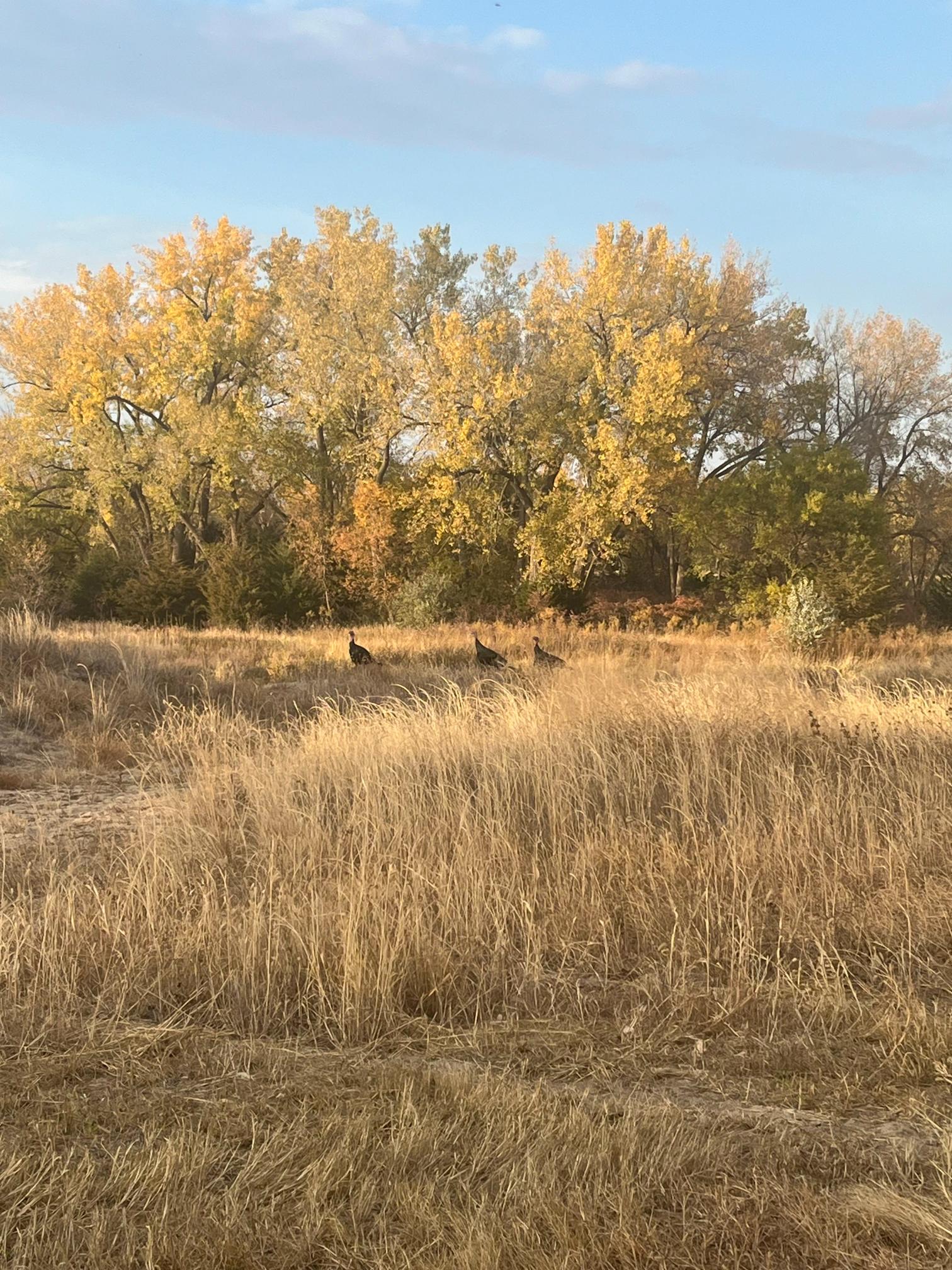 Phelps County, Odessa Nebraska recreational land for sale