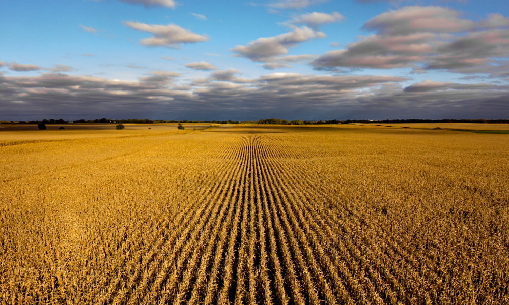 What Does a Farm and Ranch Manager Do? Top Benefits of Hiring a Farm and Ranch Management Company   