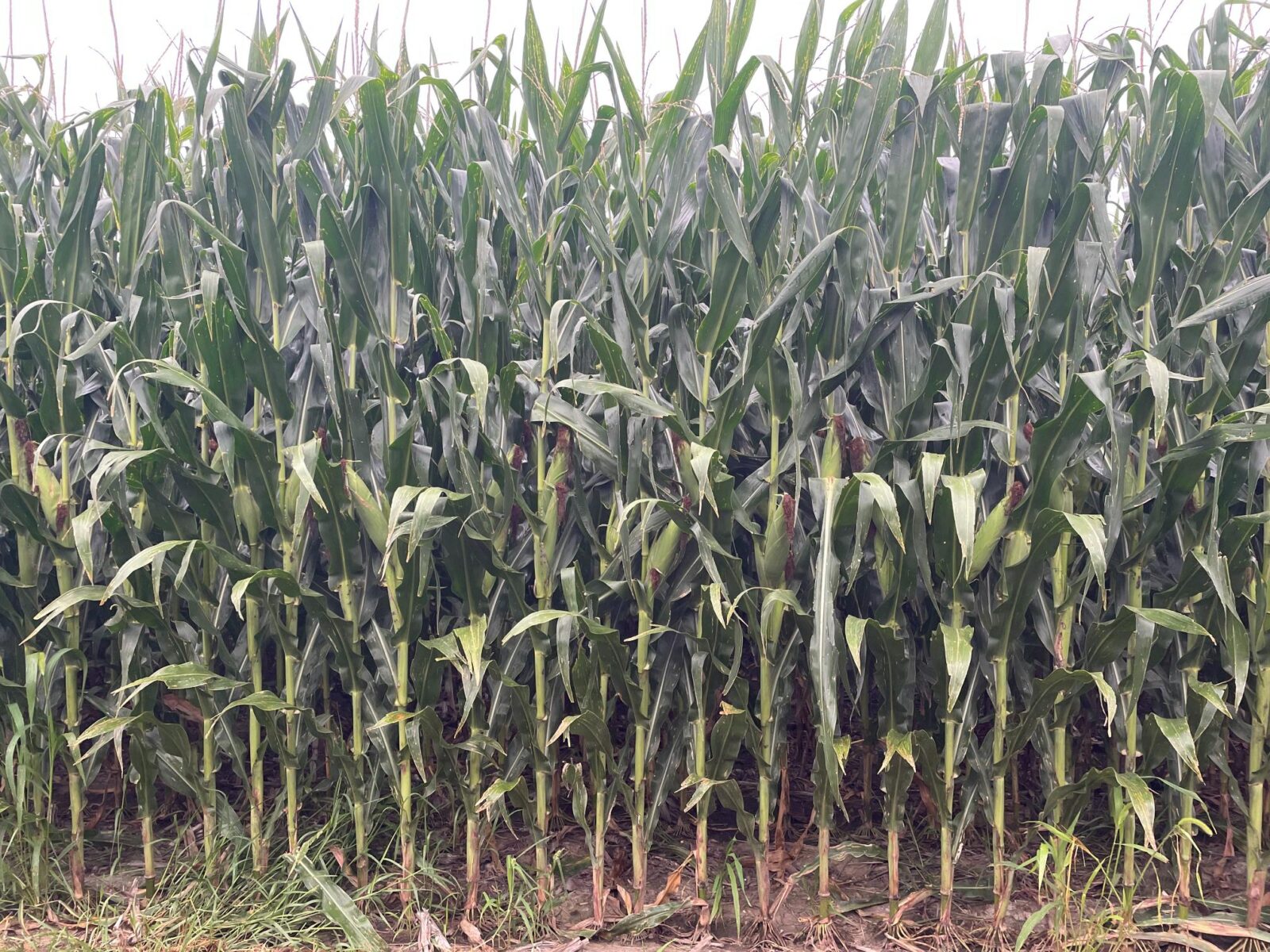 Gosper County, Nebraksa farm land for sale