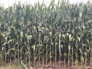 Gosper County, Nebraksa farm land for sale