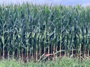 Gosper County, Nebraksa farm land for sale