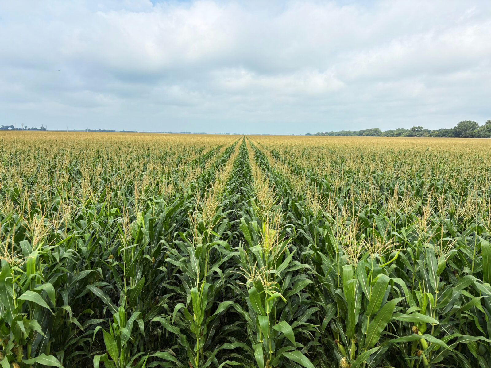 Platte River farm land for sale