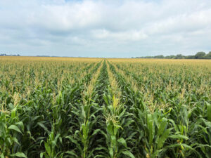 Platte River farm land for sale