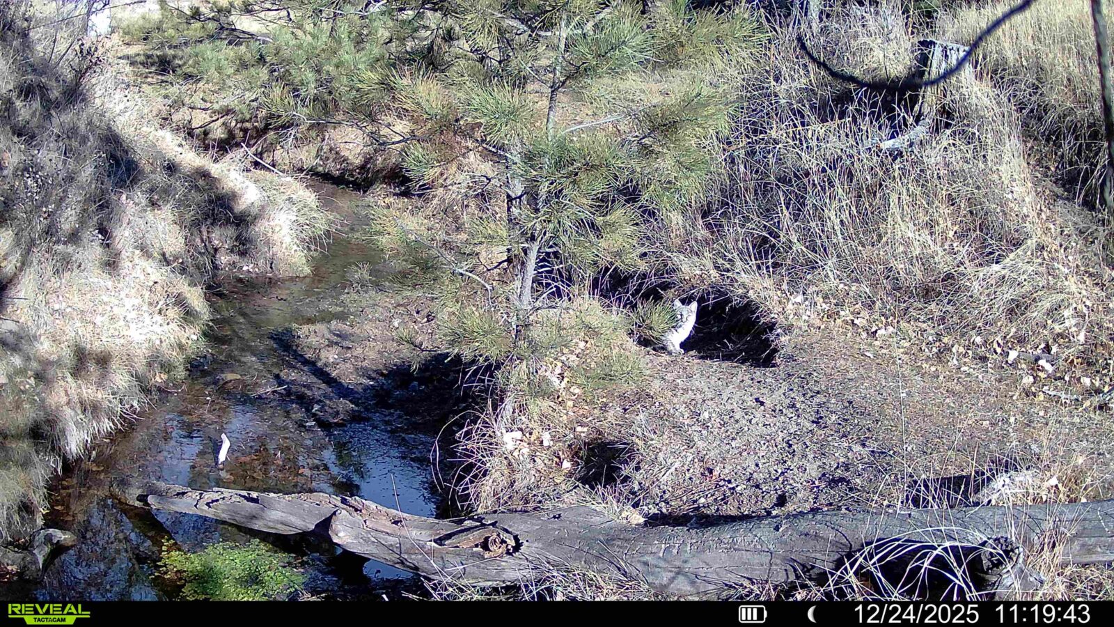 1,319 Acres, Dawes County, Pine Ridge Recreational Oasis