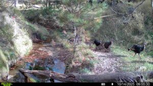 1,319 Acres, Dawes County, Pine Ridge Recreational Oasis