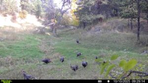 1,319 Acres, Dawes County, Pine Ridge Recreational Oasis