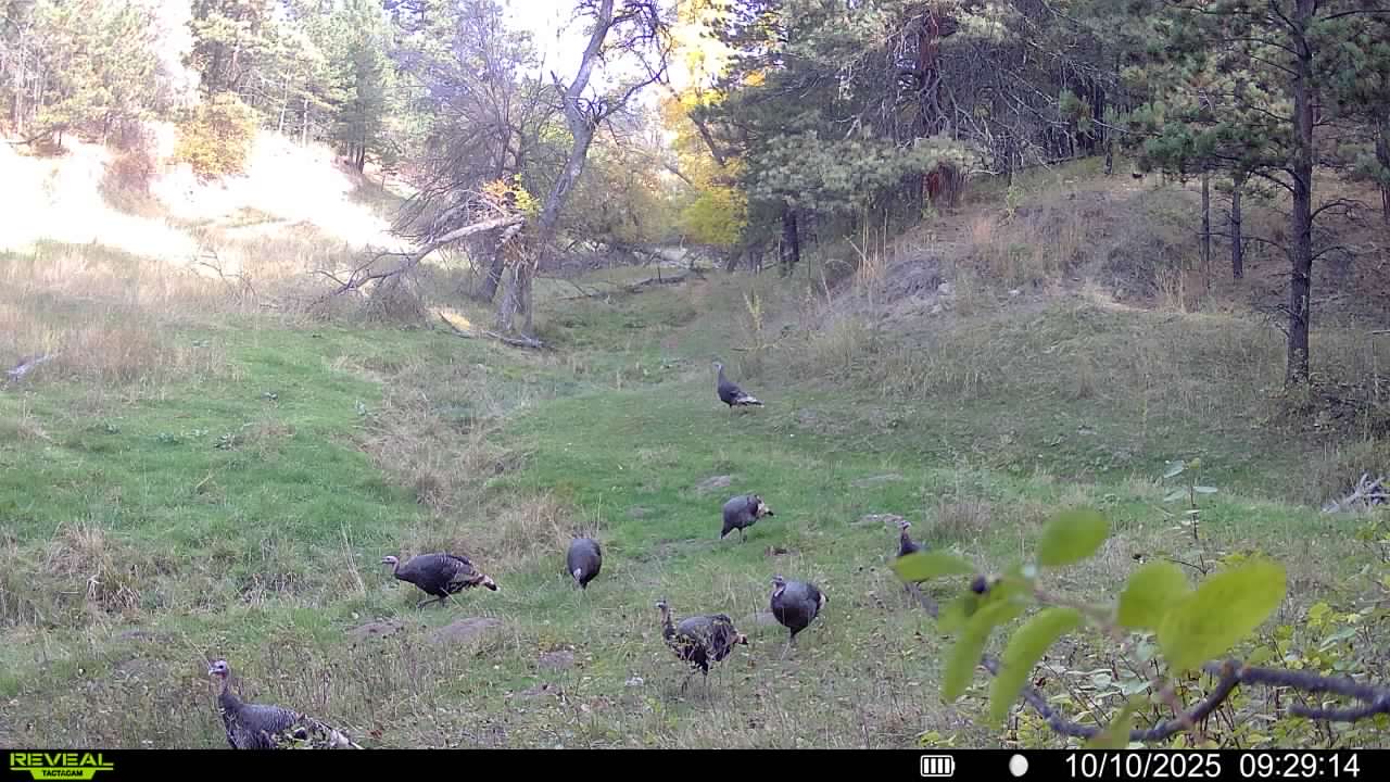 1,319 Acres, Dawes County, Pine Ridge Recreational Oasis