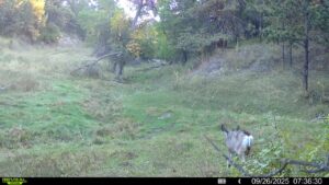 deer hunting nebraska land for sale
