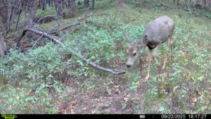 1,319 Acres, Dawes County, Pine Ridge Recreational Oasis