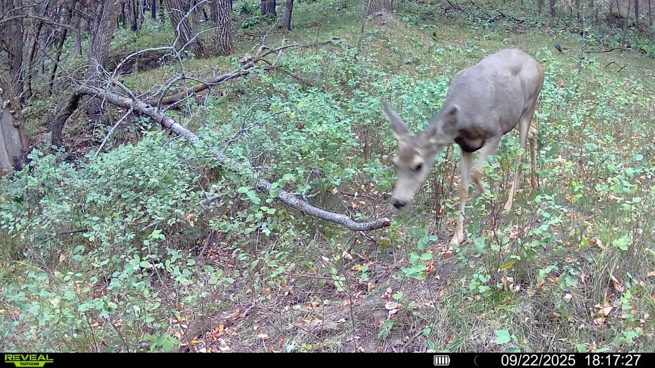 1,319 Acres, Dawes County, Pine Ridge Recreational Oasis