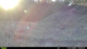 1,319 Acres, Dawes County, Pine Ridge Recreational Oasis