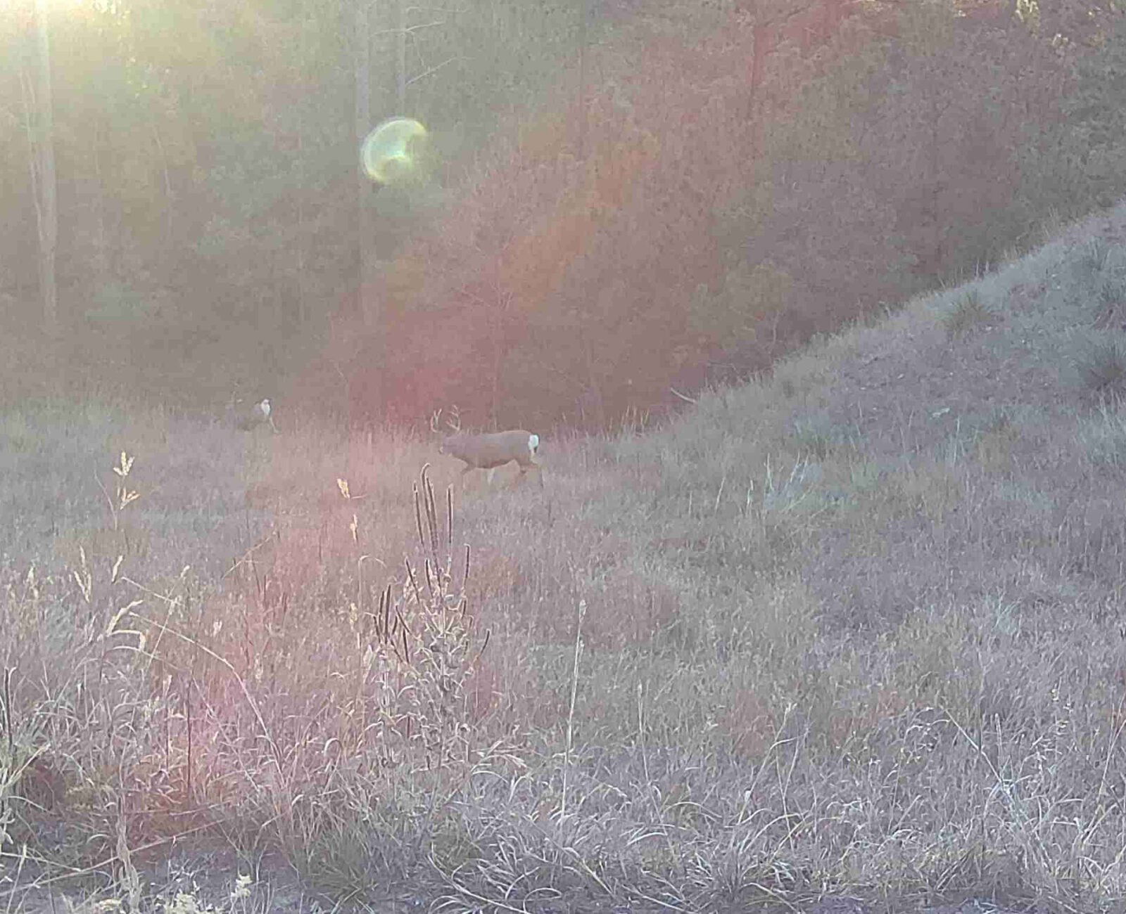 1,319 Acres, Dawes County, Pine Ridge Recreational Oasis