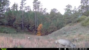 1,319 Acres, Dawes County, Pine Ridge Recreational Oasis