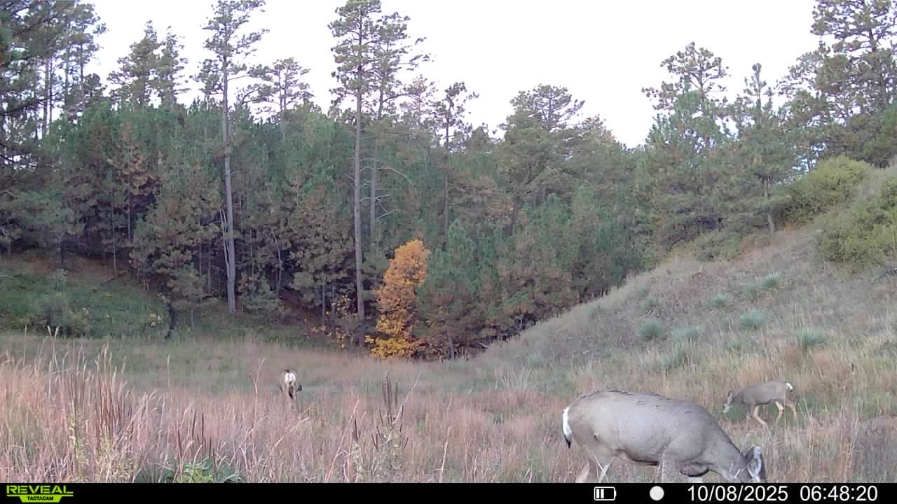 1,319 Acres, Dawes County, Pine Ridge Recreational Oasis