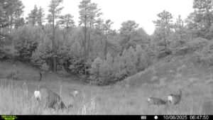 1,319 Acres, Dawes County, Pine Ridge Recreational Oasis