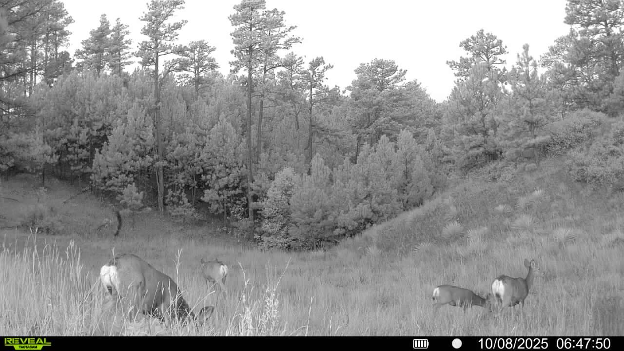 1,319 Acres, Dawes County, Pine Ridge Recreational Oasis