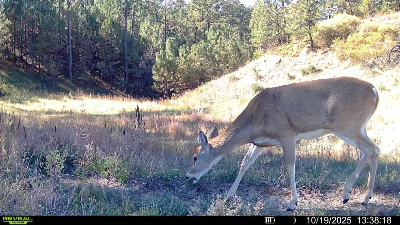 1,319 Acres, Dawes County, Pine Ridge Recreational Oasis