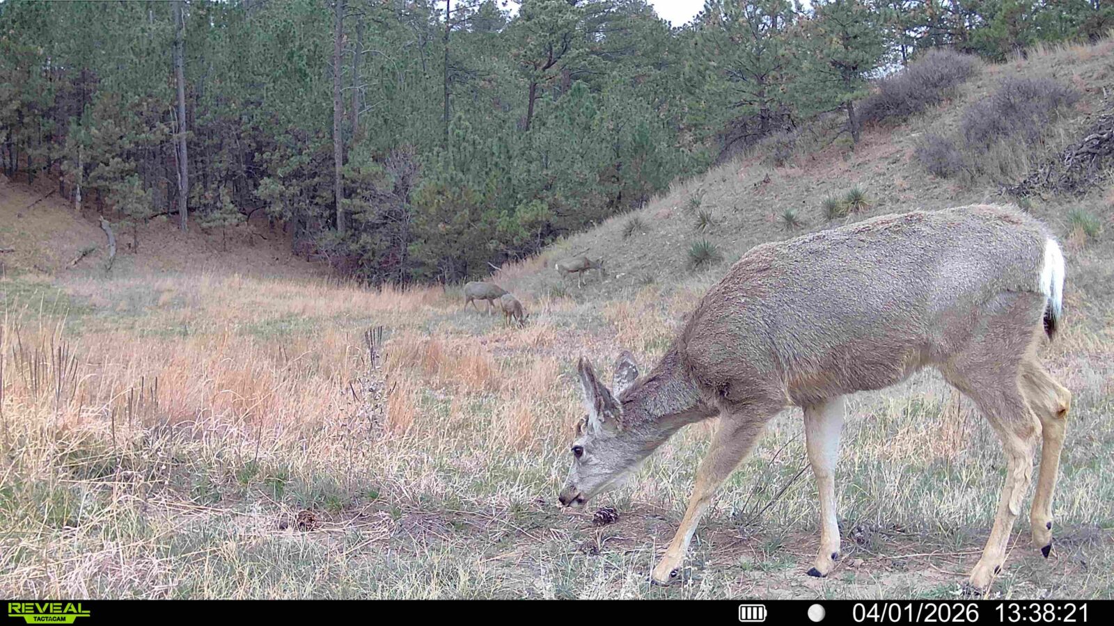 1,319 Acres, Dawes County, Pine Ridge Recreational Oasis