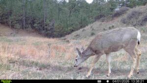 1,319 Acres, Dawes County, Pine Ridge Recreational Oasis