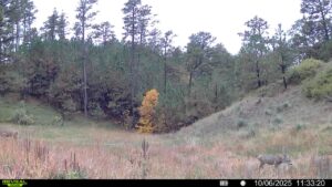 deer hunting land for sale