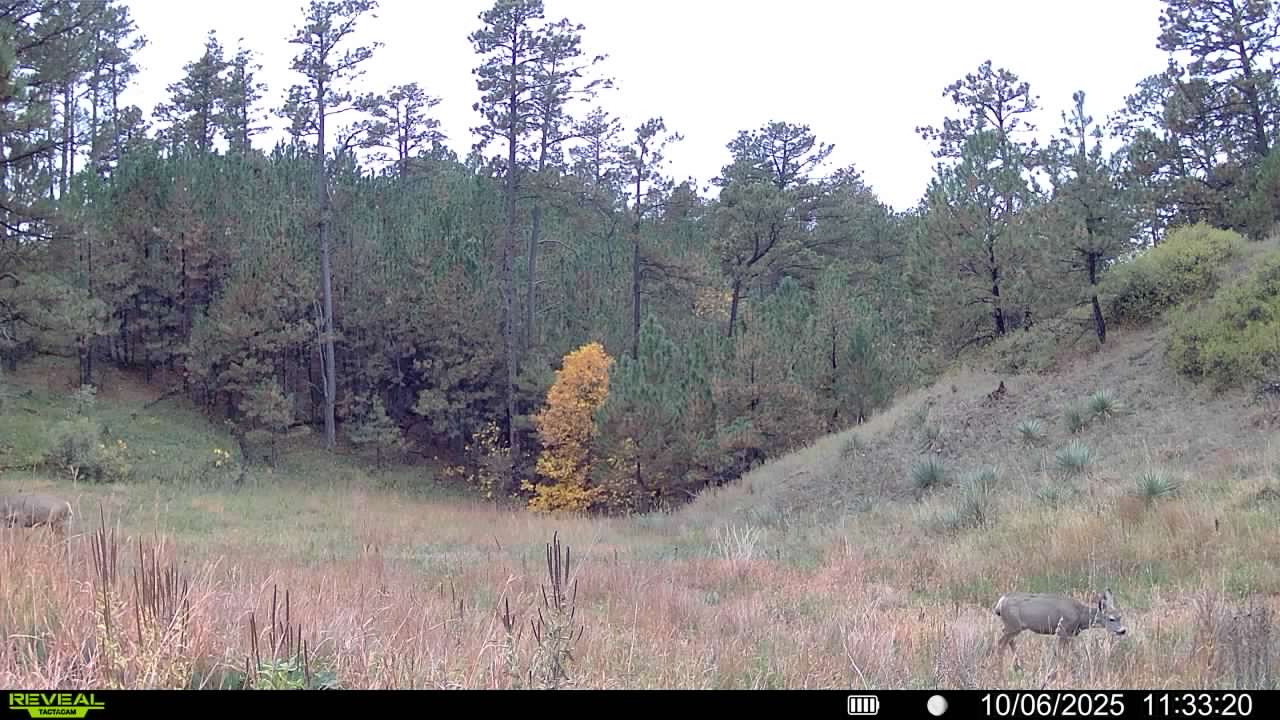 deer hunting land for sale