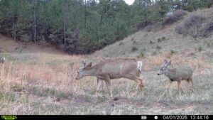 1,319 Acres, Dawes County, Pine Ridge Recreational Oasis